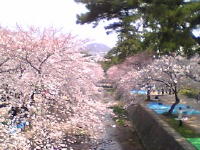 土曜日の夙川堤の桜．遠くに見えるのは甲山